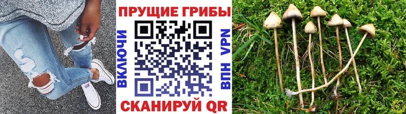 Купить где  Сретенск  Псилоцибиновые грибы Cubensis 